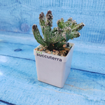 Monvillea Spegazzinii (Монвилея)