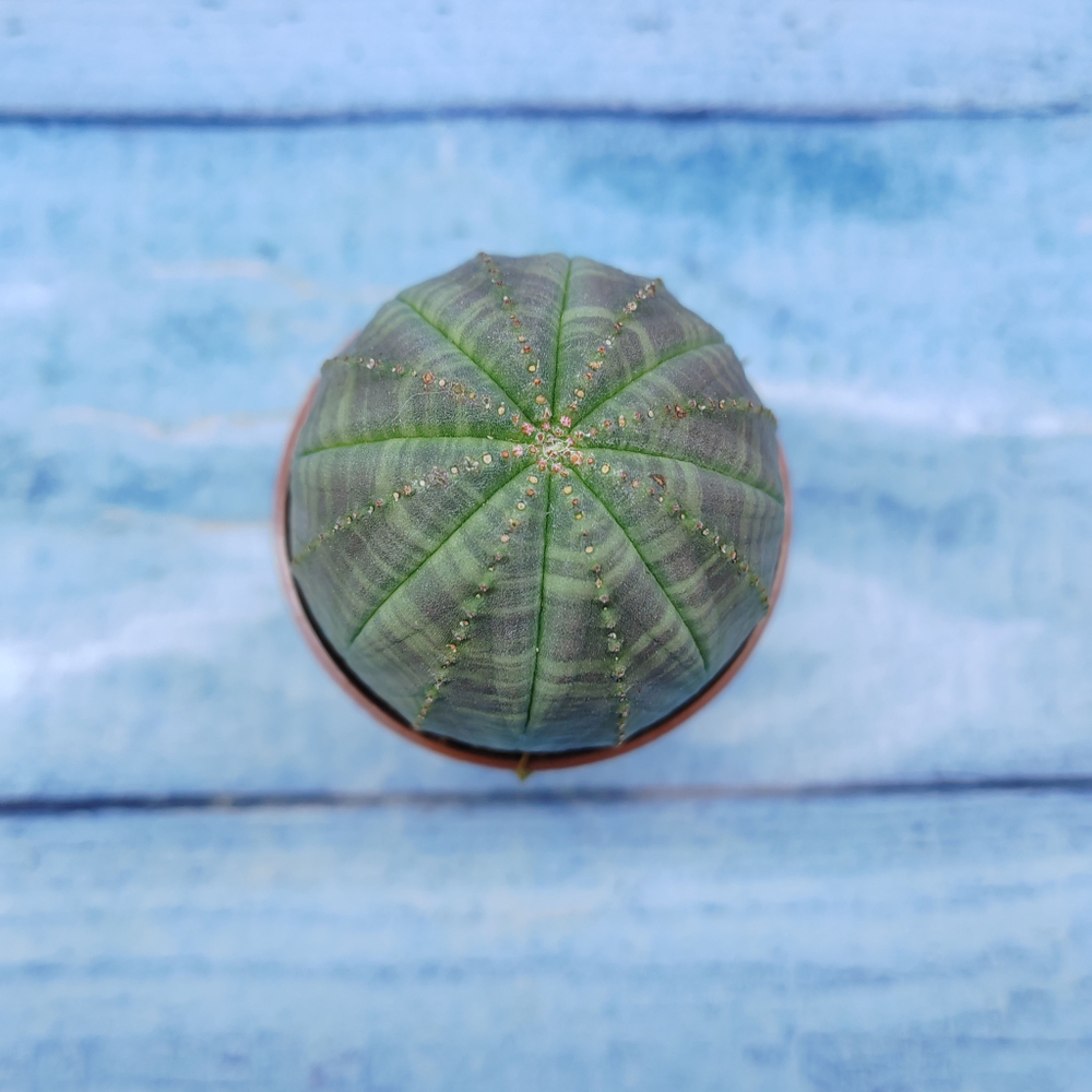 Euphorbia Obesa (Эуфорбия)