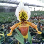 Орхидея PAPHIOPEDILUM EXUL (Н92)