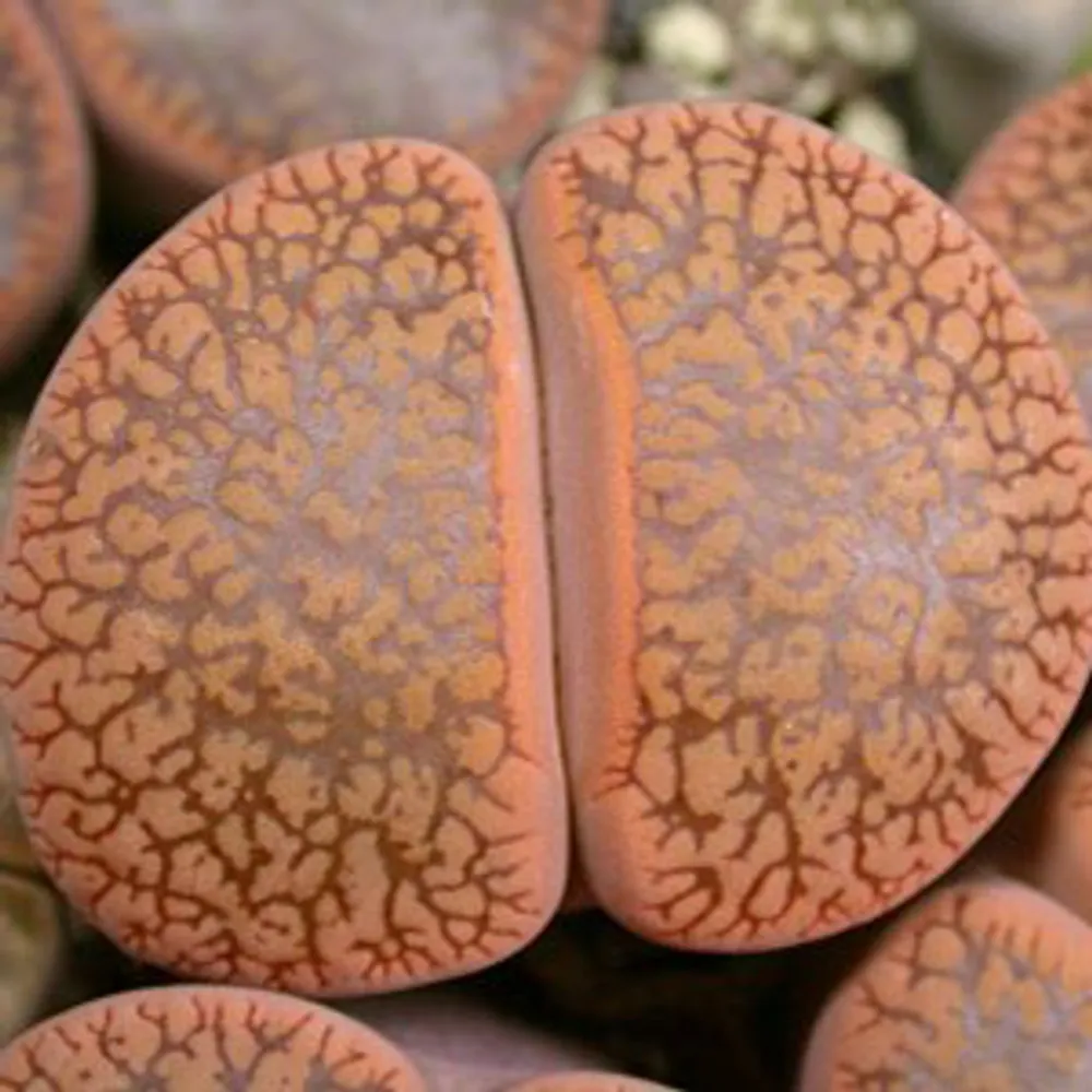 Литопс (C333 Lithops aucampiae ssp. aucampiae v. aucampiae) живые камни семена