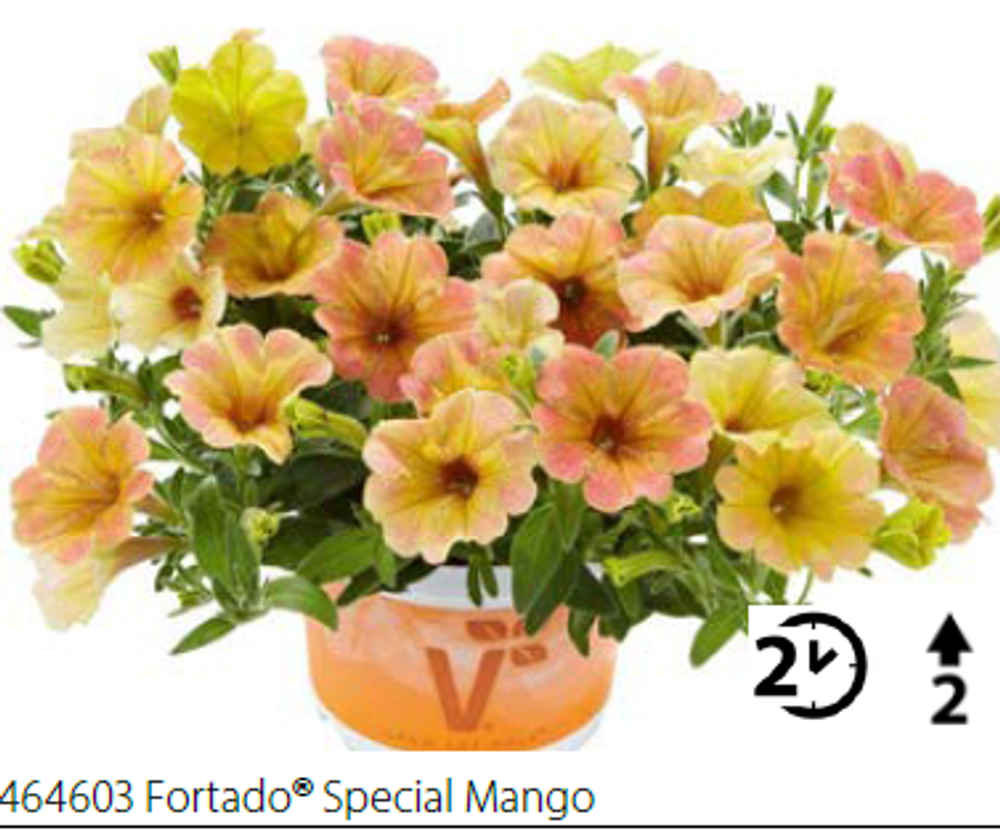 ЕВРО Петуния Fortado Special Mango (Volmary) укоренный черенок НАЧАЛО ЯНВАРЯ поставка 7