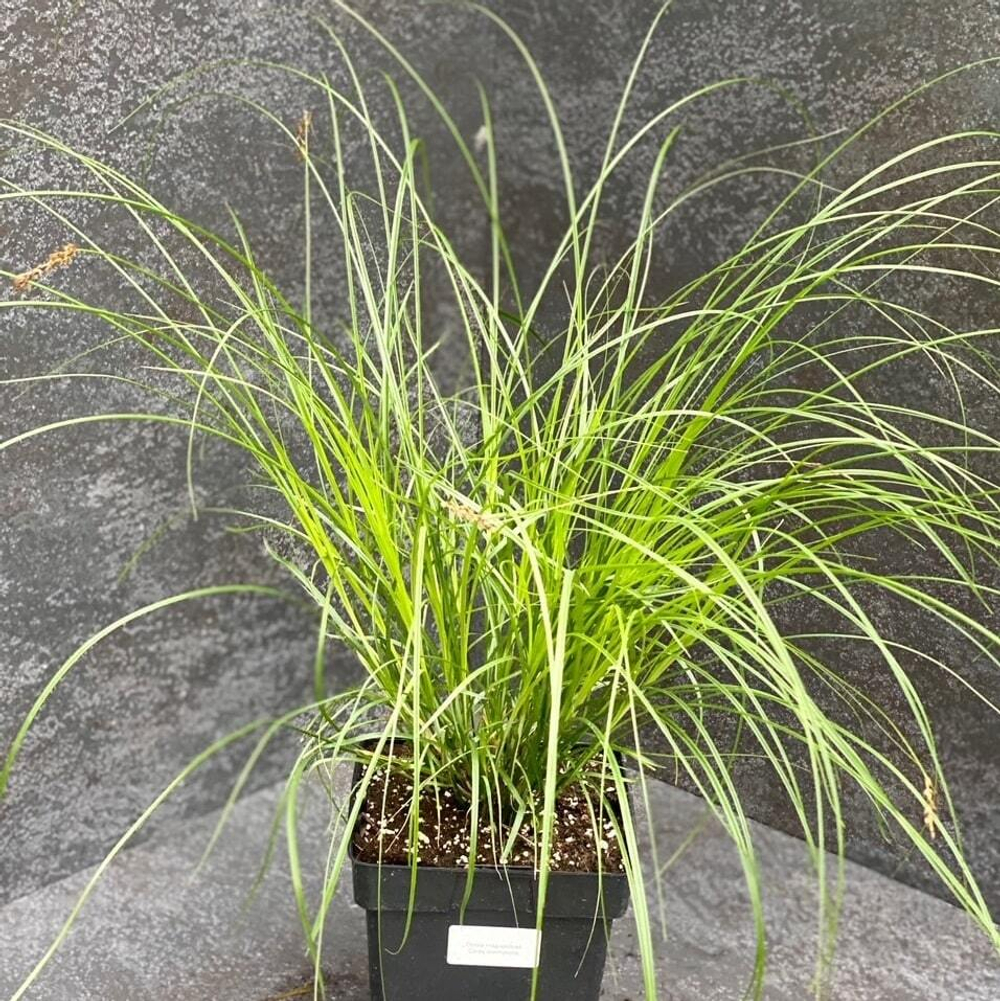 Осока гладконосая. Carex leiorhyncha.
