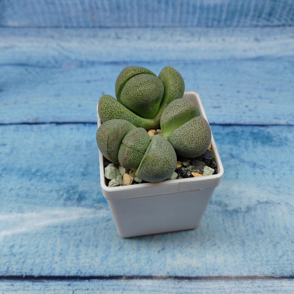 Pleiospilos Nelii (Плейоспилос)