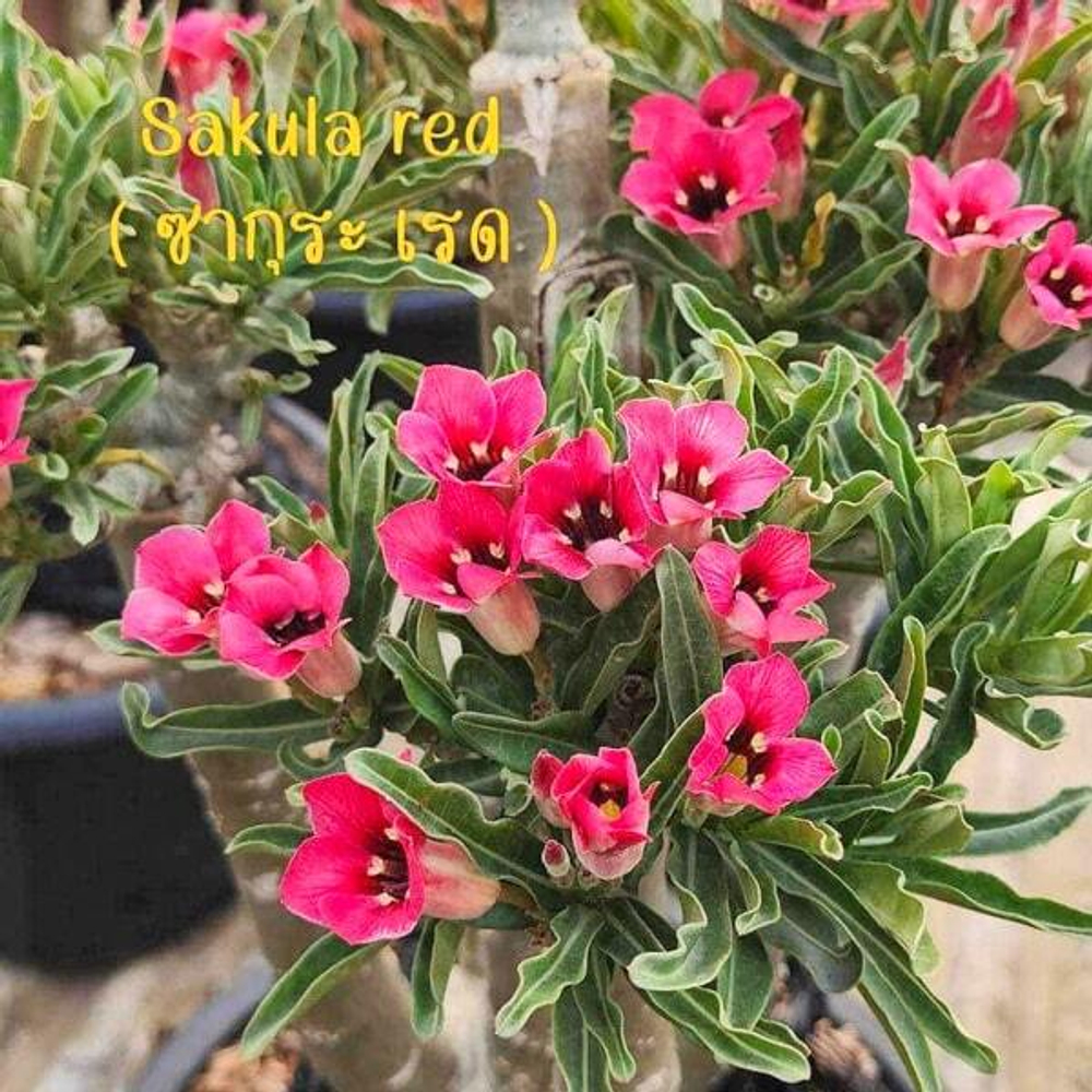 Адениум SAKURA RED (А54)
