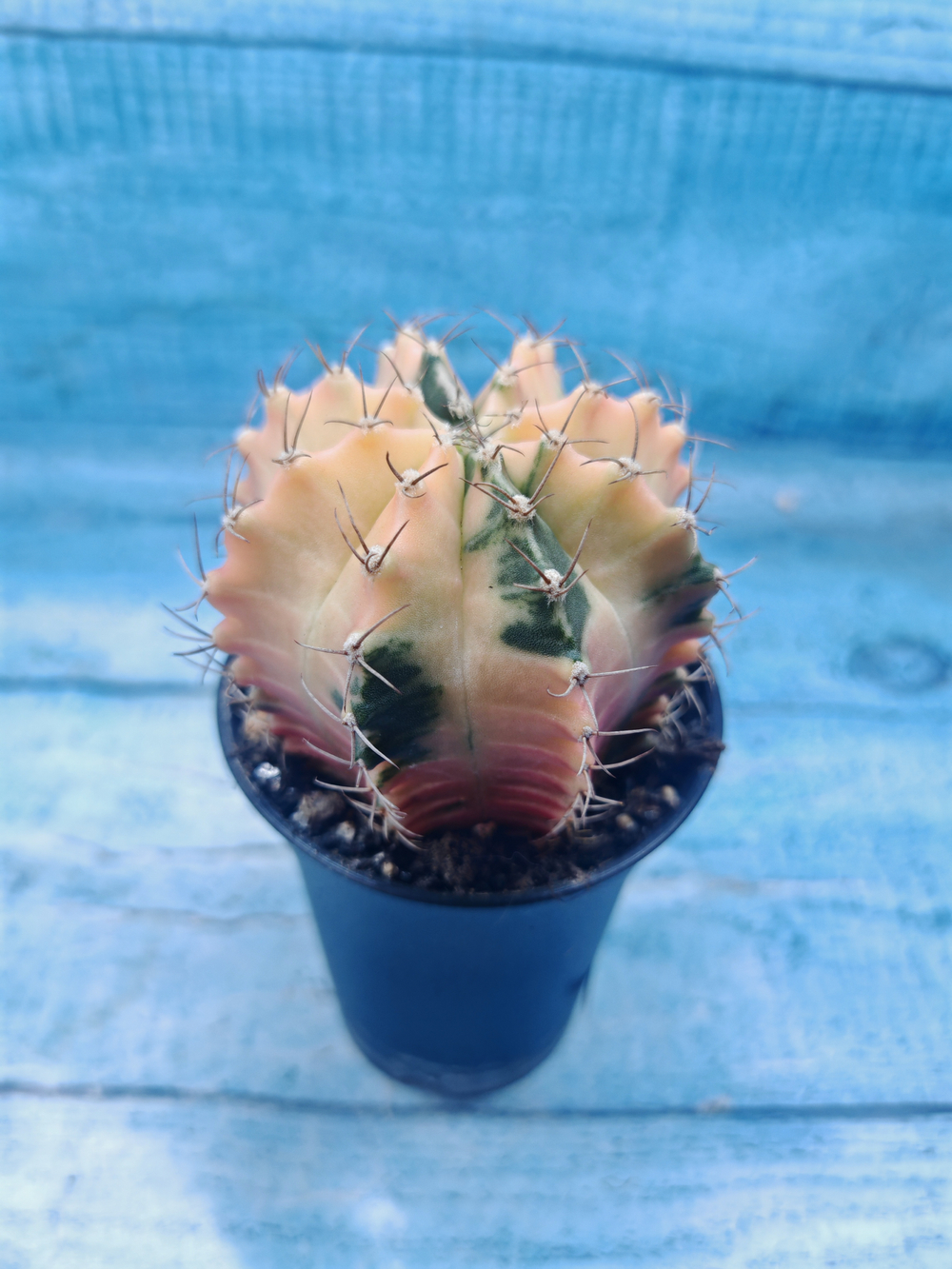 Gymnocalycium Variegata (Гимнокалициум Вариегатный)