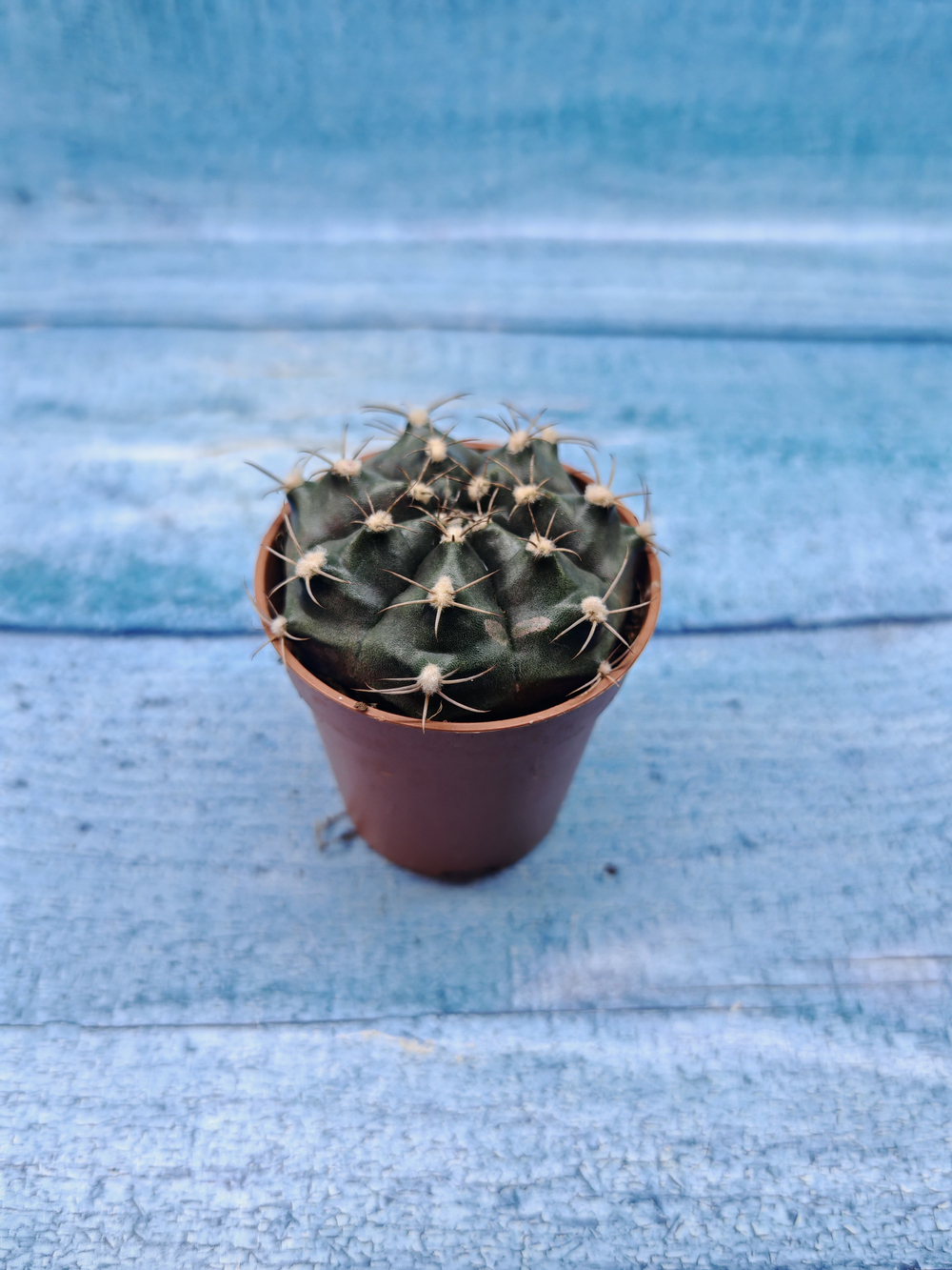 Gymnocalycium Friedrichii (Гимнокалициум)