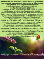 Барбарис Золотая мечта Голден Дрим многолетний