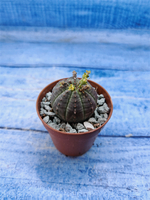 Euphorbia Obesa (Эуфорбия)