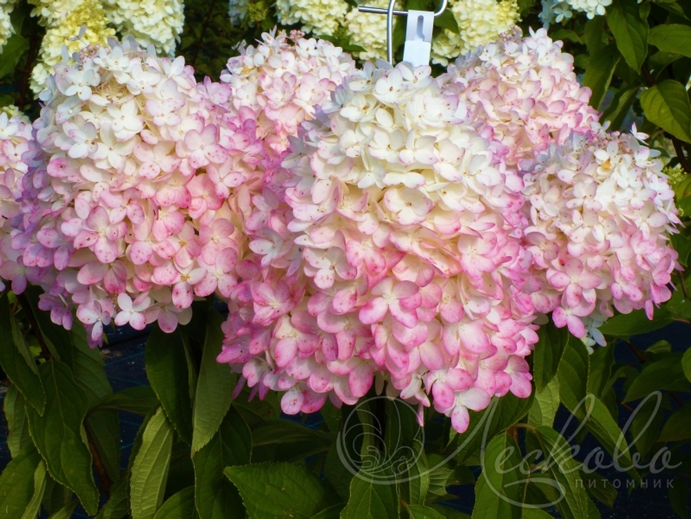 Гортензия метельчатая Меджикал Свит Саммер (Magical Sweet Summer)
