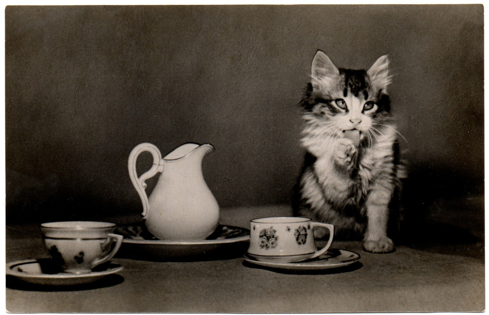 Фотооткрытка. Котята. Посуда. Стихи. 1956 г. XF