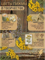 Пижма соцветия: для свечей, магии и здоровья