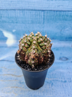 Gymnocalycium T-Rex Pink hybrid (Гимнокалициум)