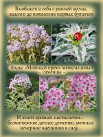 Флокс Мятный крем метельчатый