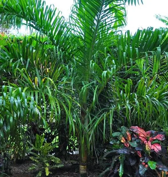 Дипсис престонианский (Dypsis prestoniana) семена 2 шт