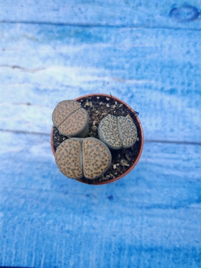 Lithops sp. (Литопсы)
