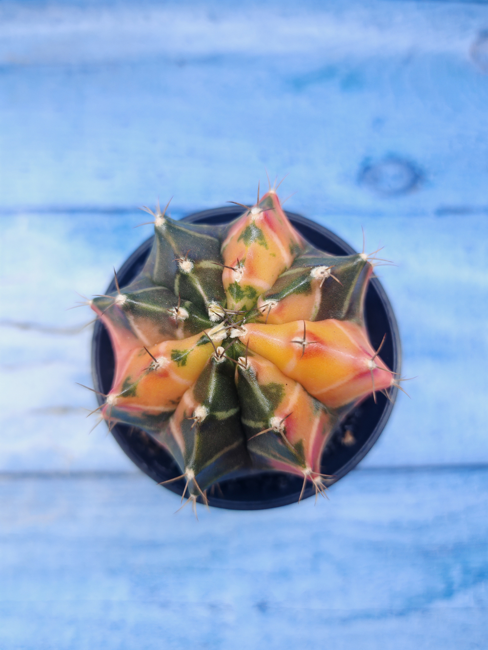 Gymnocalycium Variegata (Гимнокалициум Вариегатный)