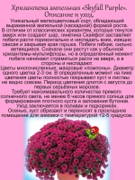 Хризантема Скайфол Пурпур ампельная