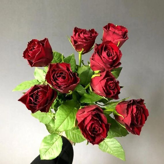 Красные розы 50 см, Madam Red, Кения