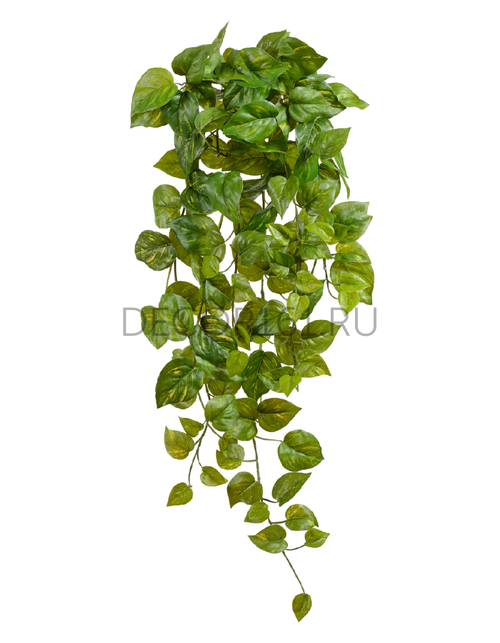 Потос Ауреум ампельный средний (Sensitive Botanic) в-55 см 6/48 20.05200264GY-M