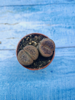 Lithops sp. (Литопсы)