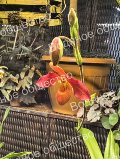 Орхидея рода Фрагмипедиум (Phragmipedium) Phragmipedium Ruby Slippers.