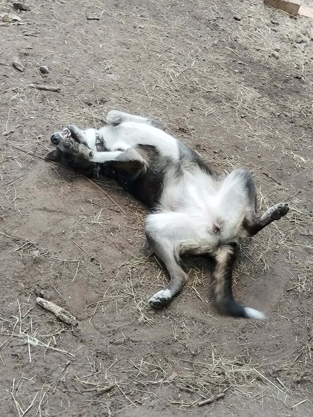 Булочка