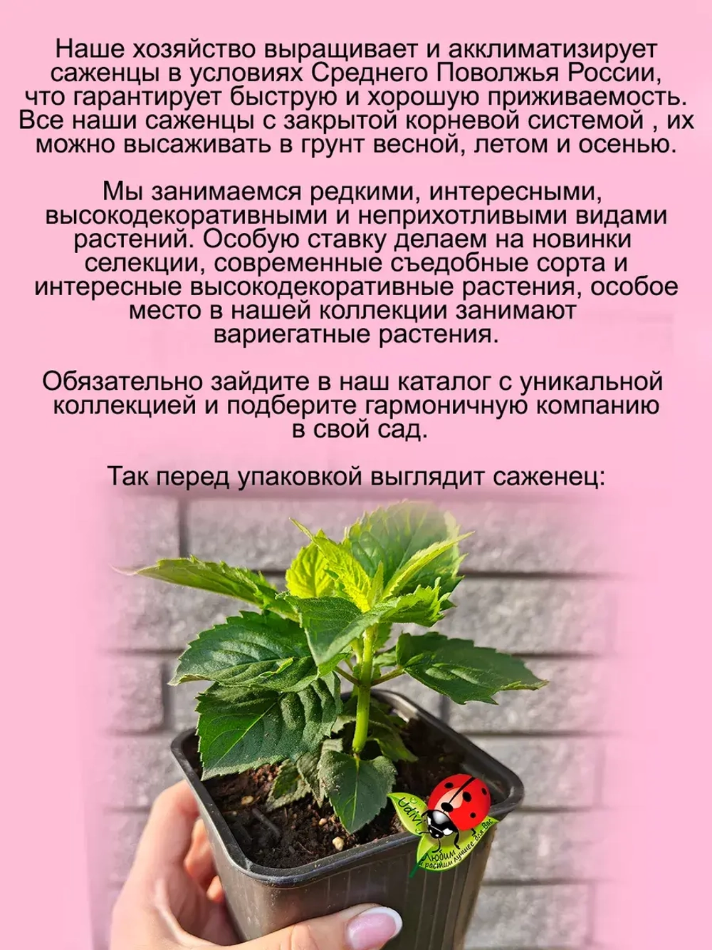 Монарда Пинк Лейс бергамот американская мелисса