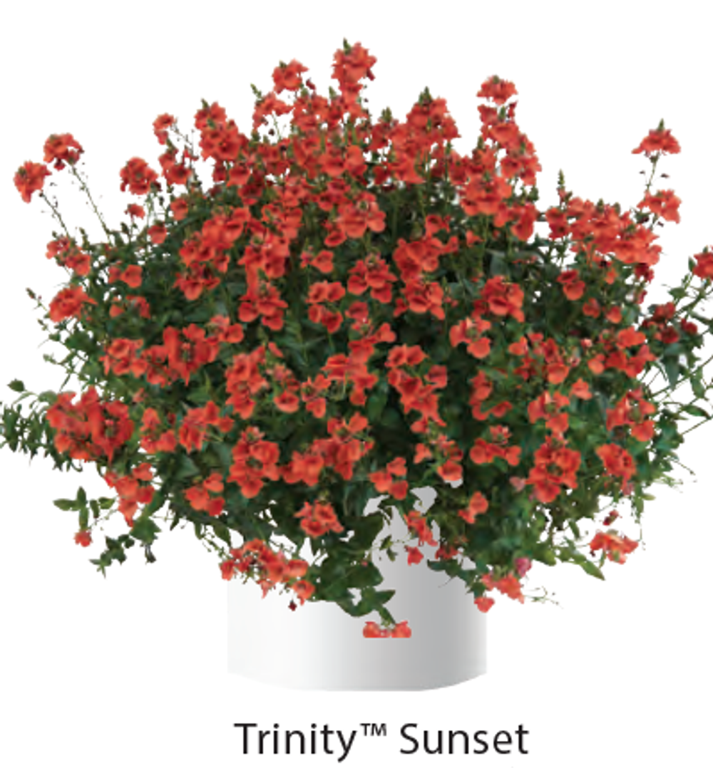 ЕВРО Диасция Trinity Sunset укорененный ЕВРО черенок НАЧАЛО ЯНВАРЯ поставка 5