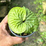 Платицериум P.MADAGASCARIENSE (P35)