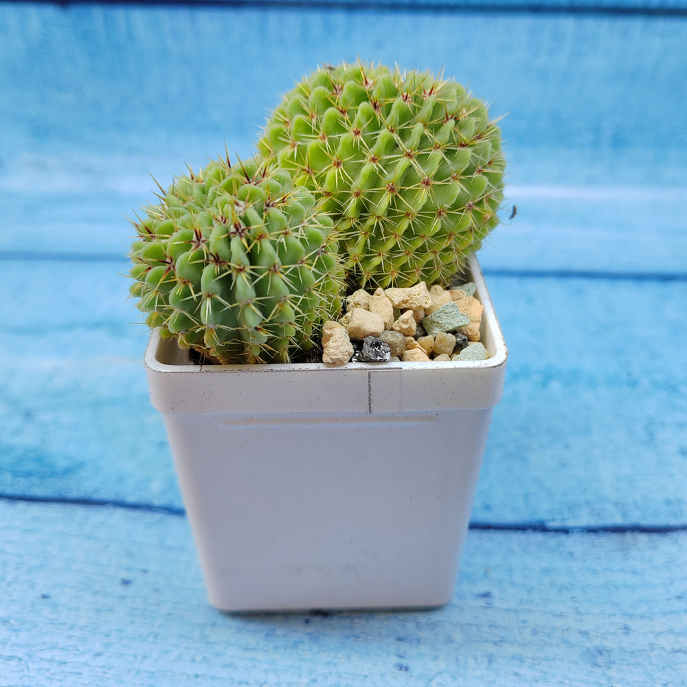 Notocactus Buiningii (Нотокактус)
