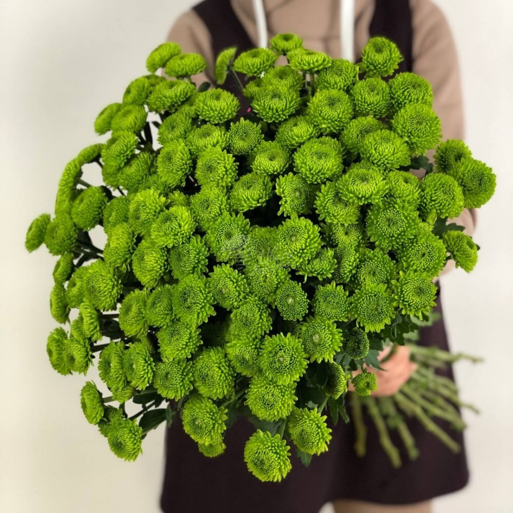 Хризантема FEELING GREEN
