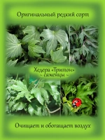Хедера Тритон плющ