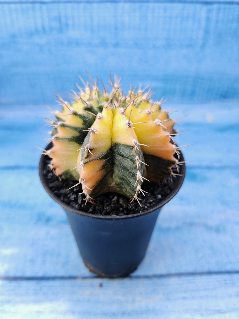 Gymnocalycium Variegata (Гимнокалициум Вариегатный)