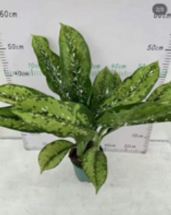 Dieffenbachia Crocodile