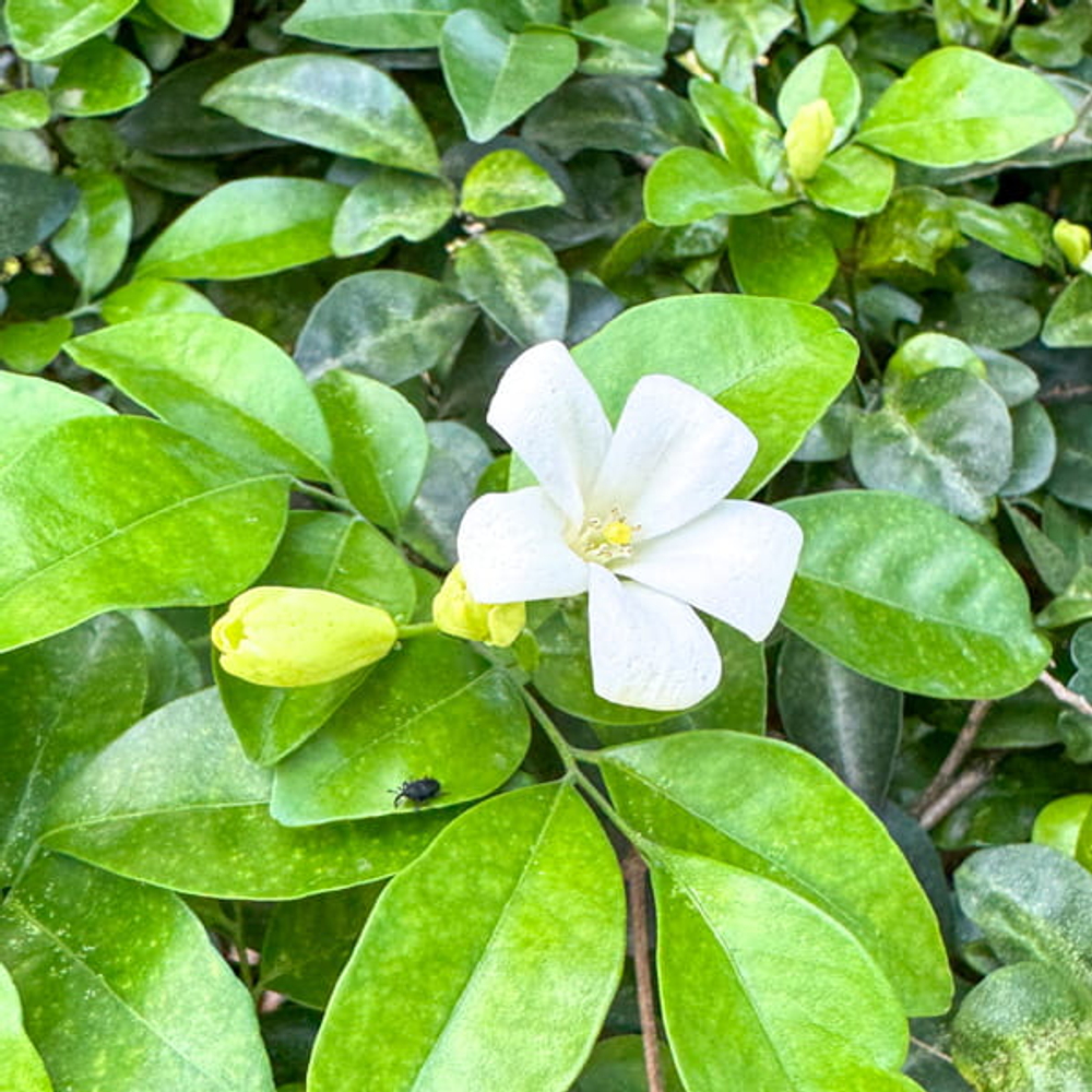 Муррайя метельчатая тайская – Murraya paniculata Thai (34)