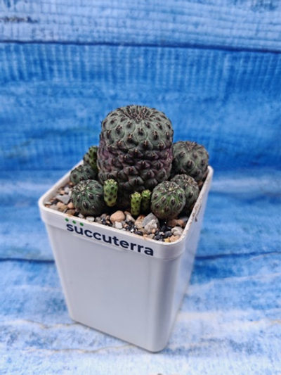 Sulcorebutia Rauschii (Сулькоребуция)