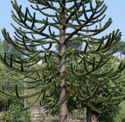 Араукария чилийская (Araucaria araucana) семена 2 шт