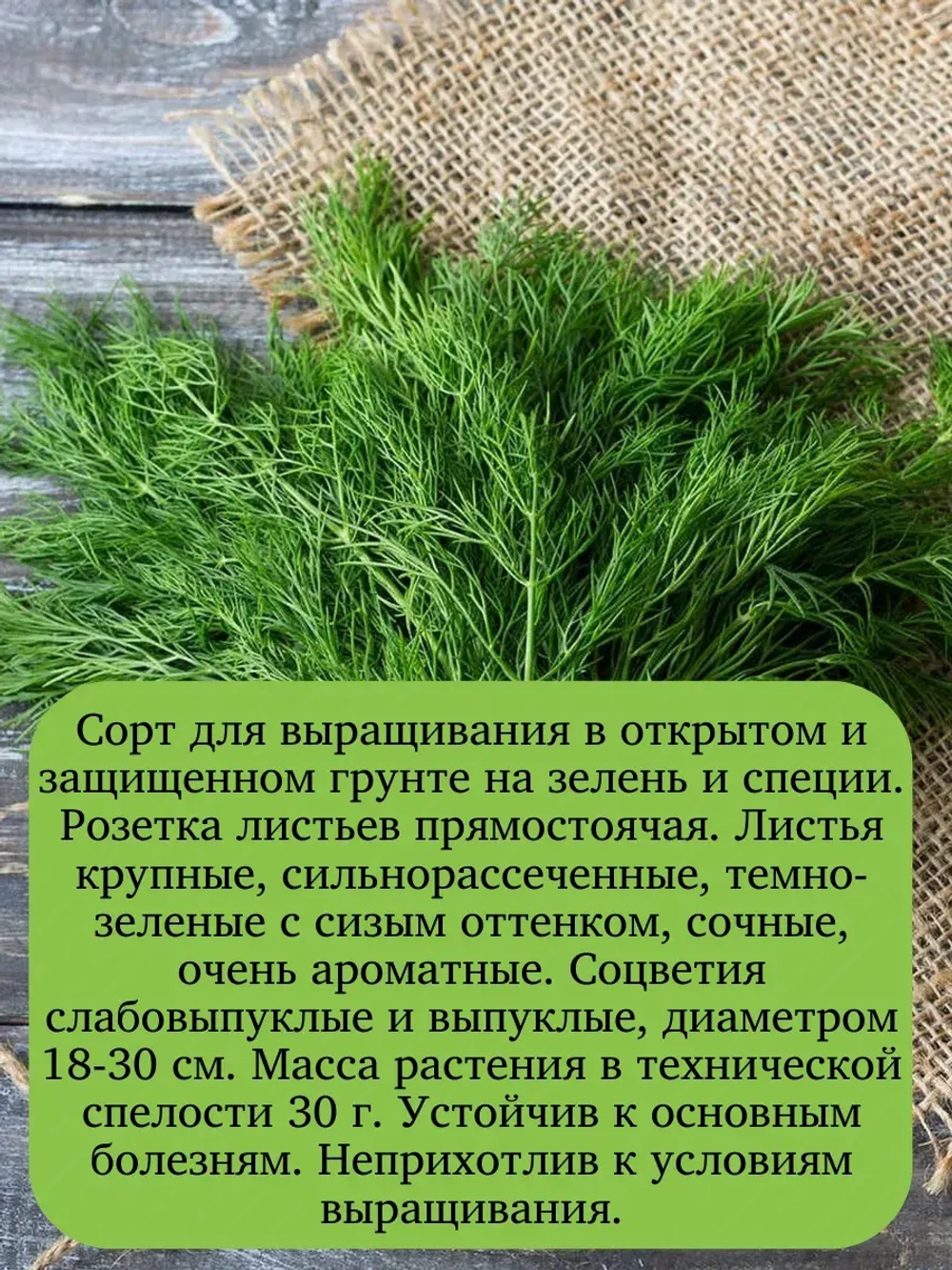 Семена Укроп Грибовский на зелень и специи 50гр