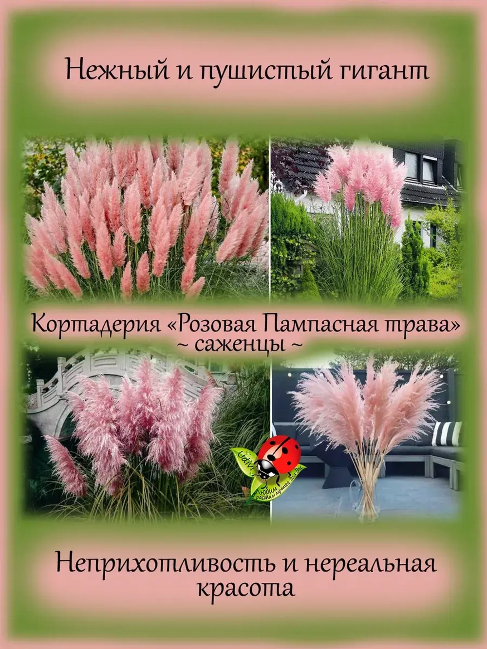 Злак Пампасная трава Розовое облако