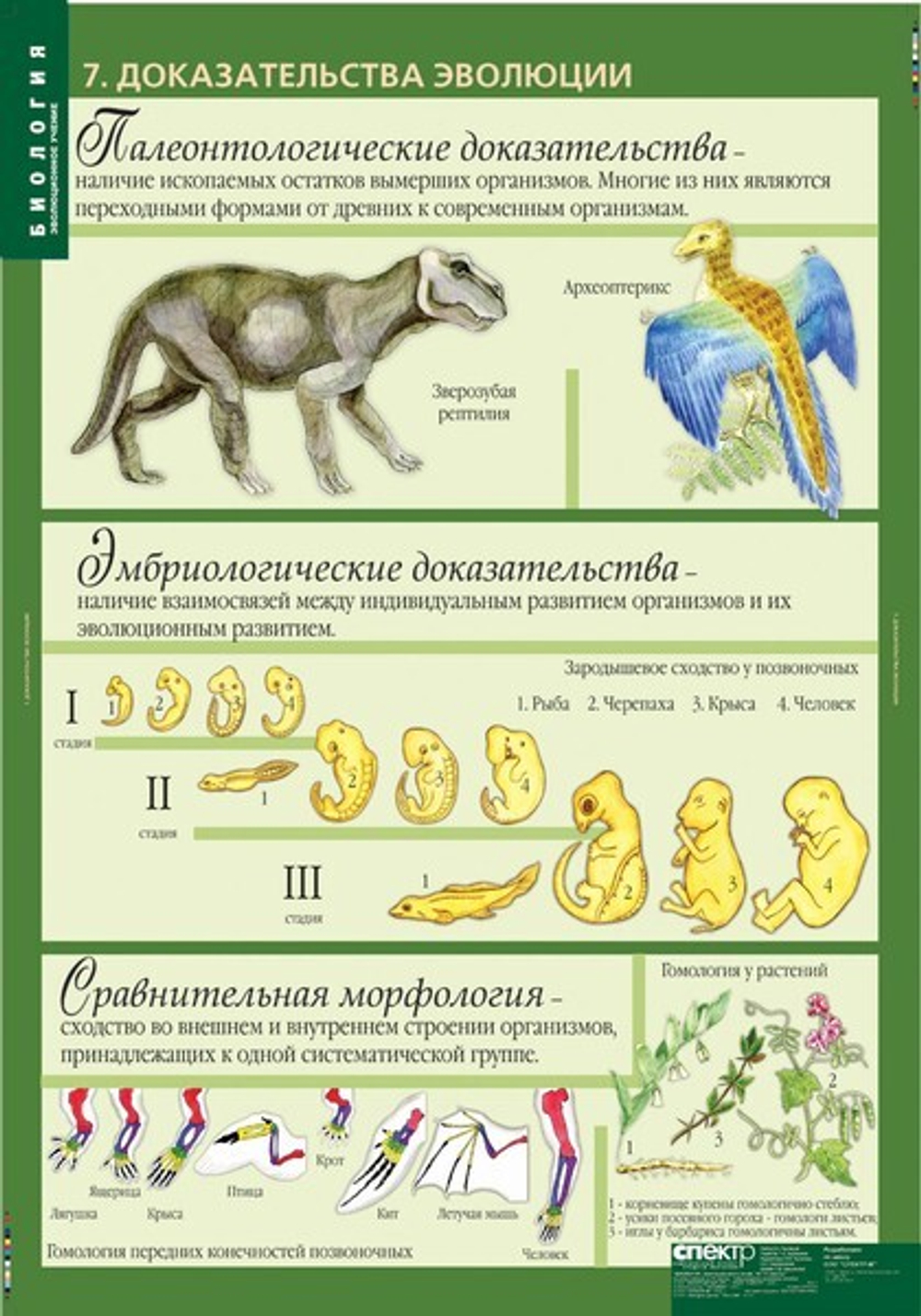 Комплект таблиц "Биология 10-11 кл. Эволюционное учение" (10 табл)