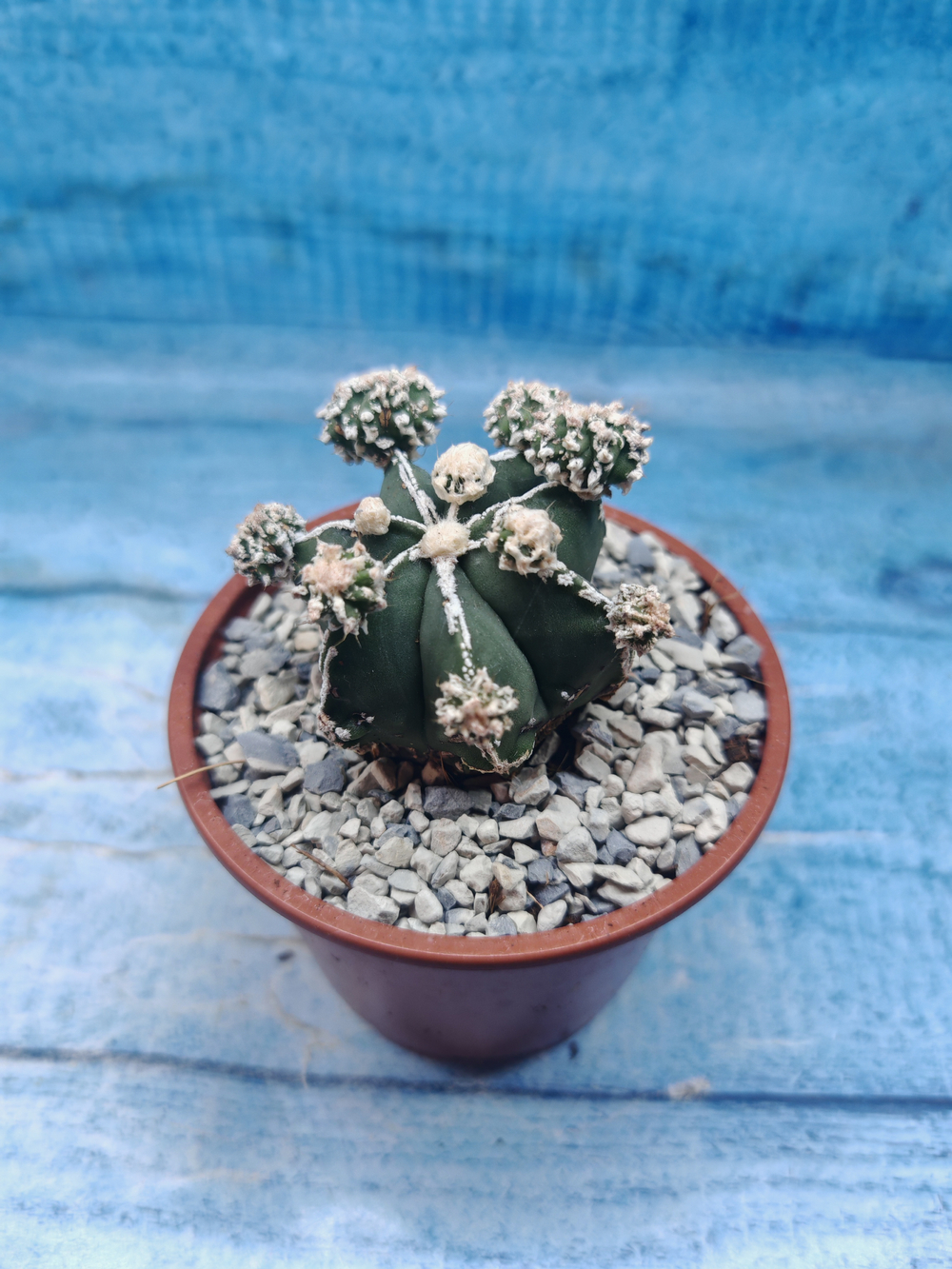 Astrophytum Myriostigma "Hakujo Fukuryu" (Астрофитум)
