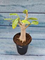 Adenium Baobab (Адениум)