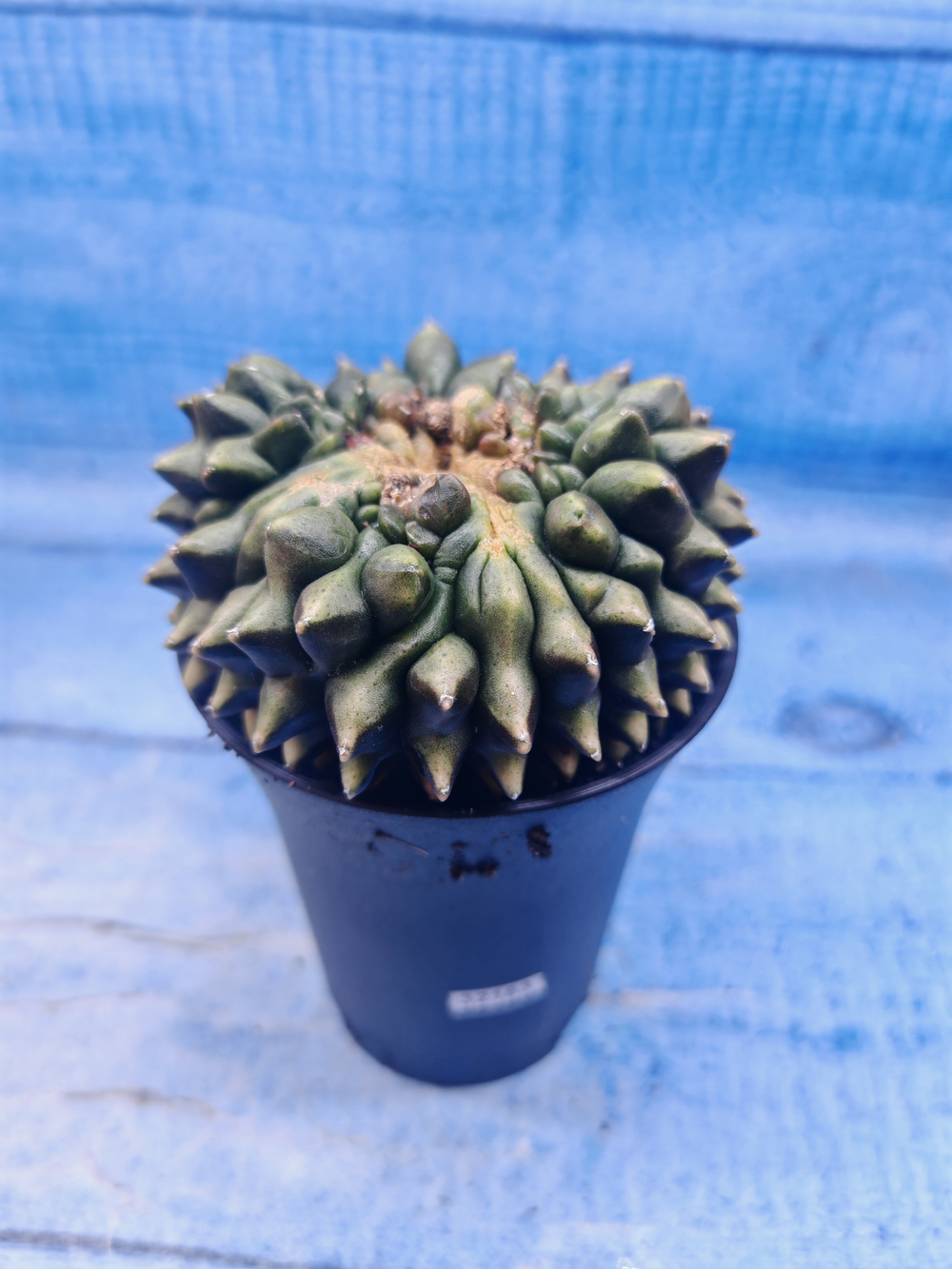 Gymnocalycium Spineless Crested form (Гимнокалициум)