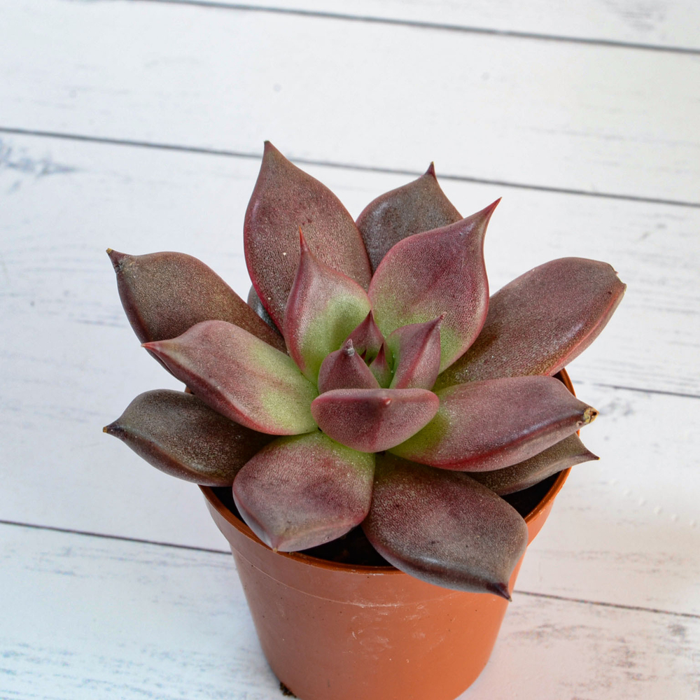 Echeveria Taurus (Эхеверия)