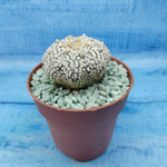 Astrophytum Asterias "Super Kabuto" (Астрофитум)