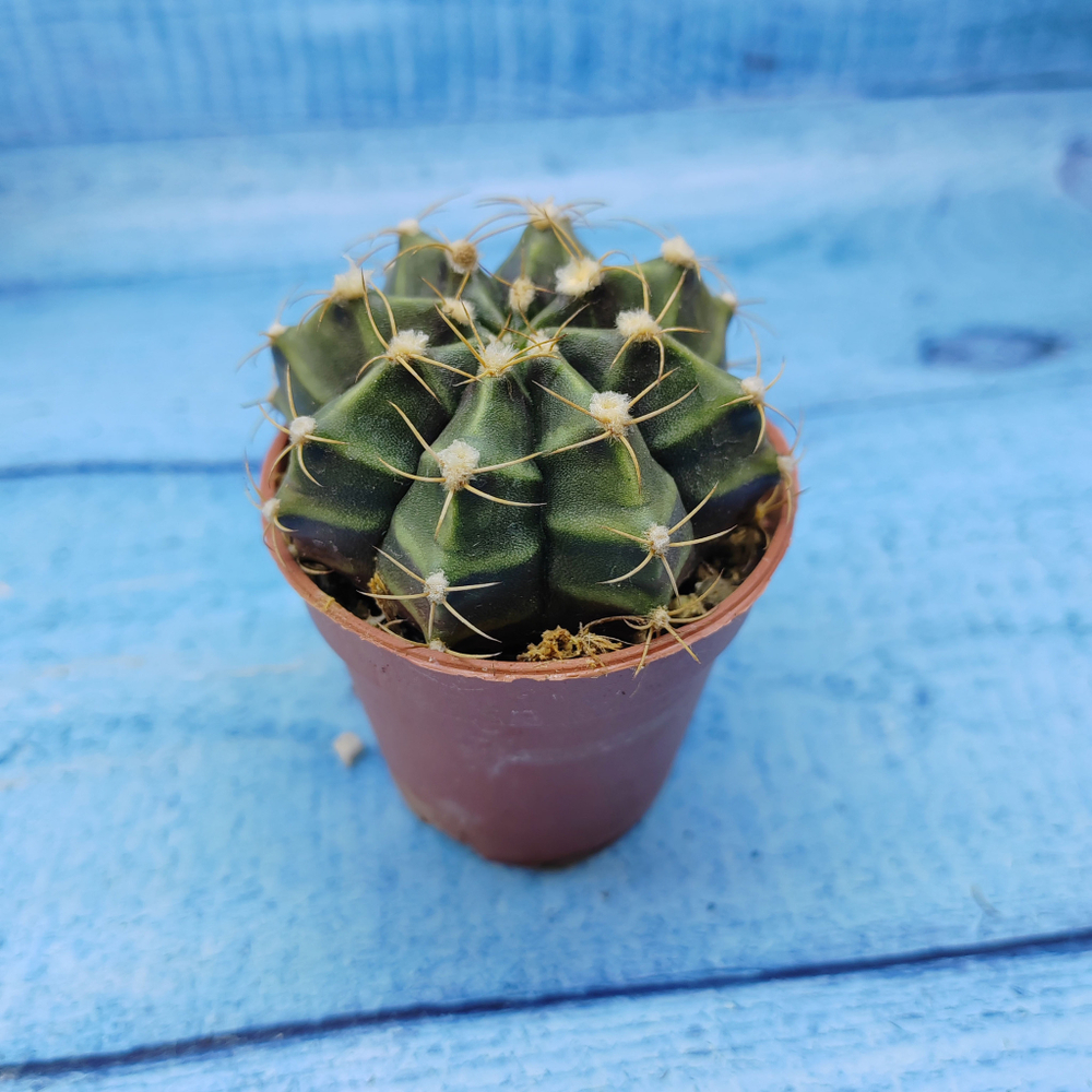 Gymnocalycium Friedrichii (Гимнокалициум)