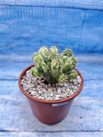 Euphorbia Pseudoglobosa variagate (Эуфорбия)