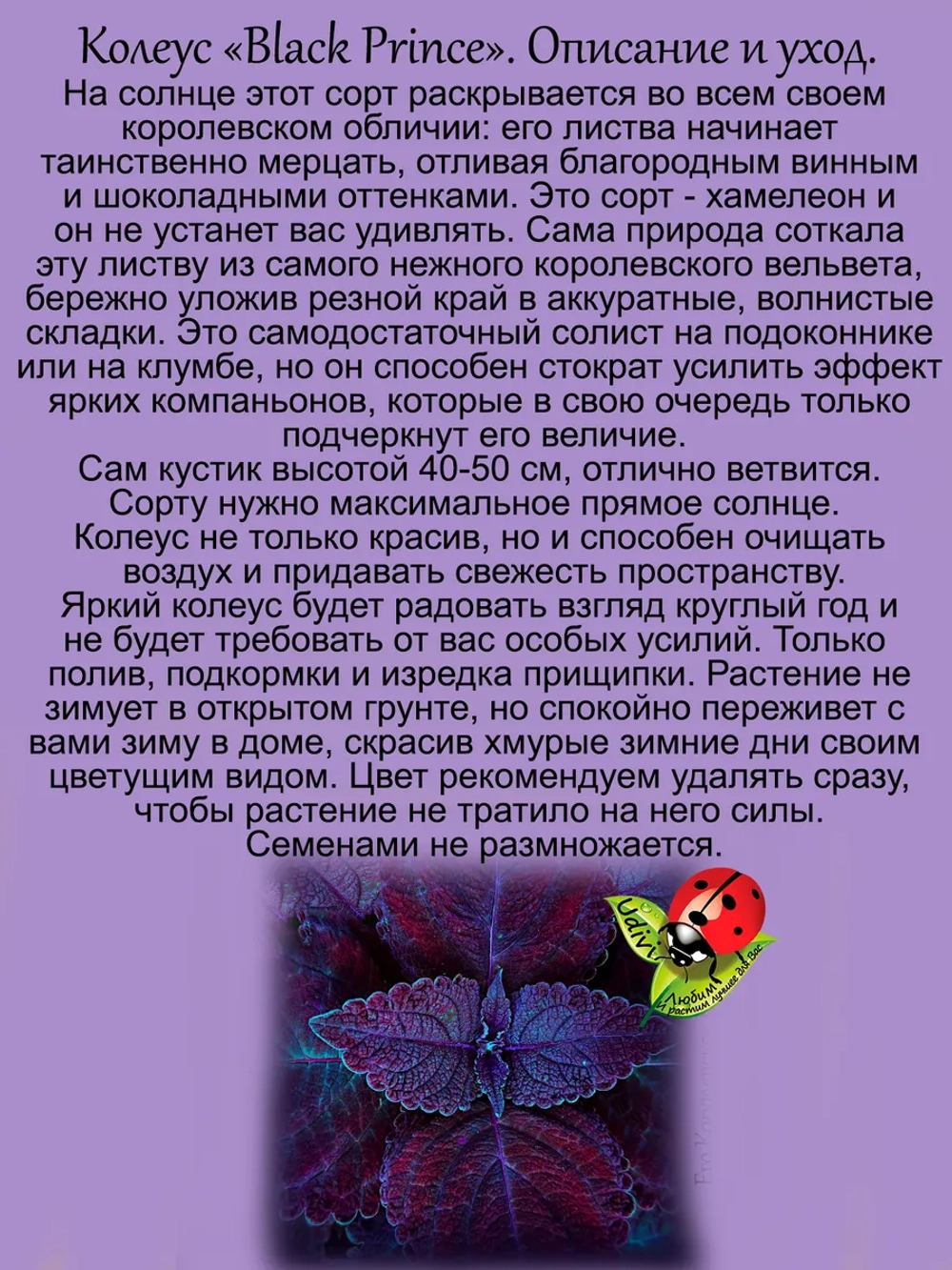 Колеус Черный Принц вегетативный