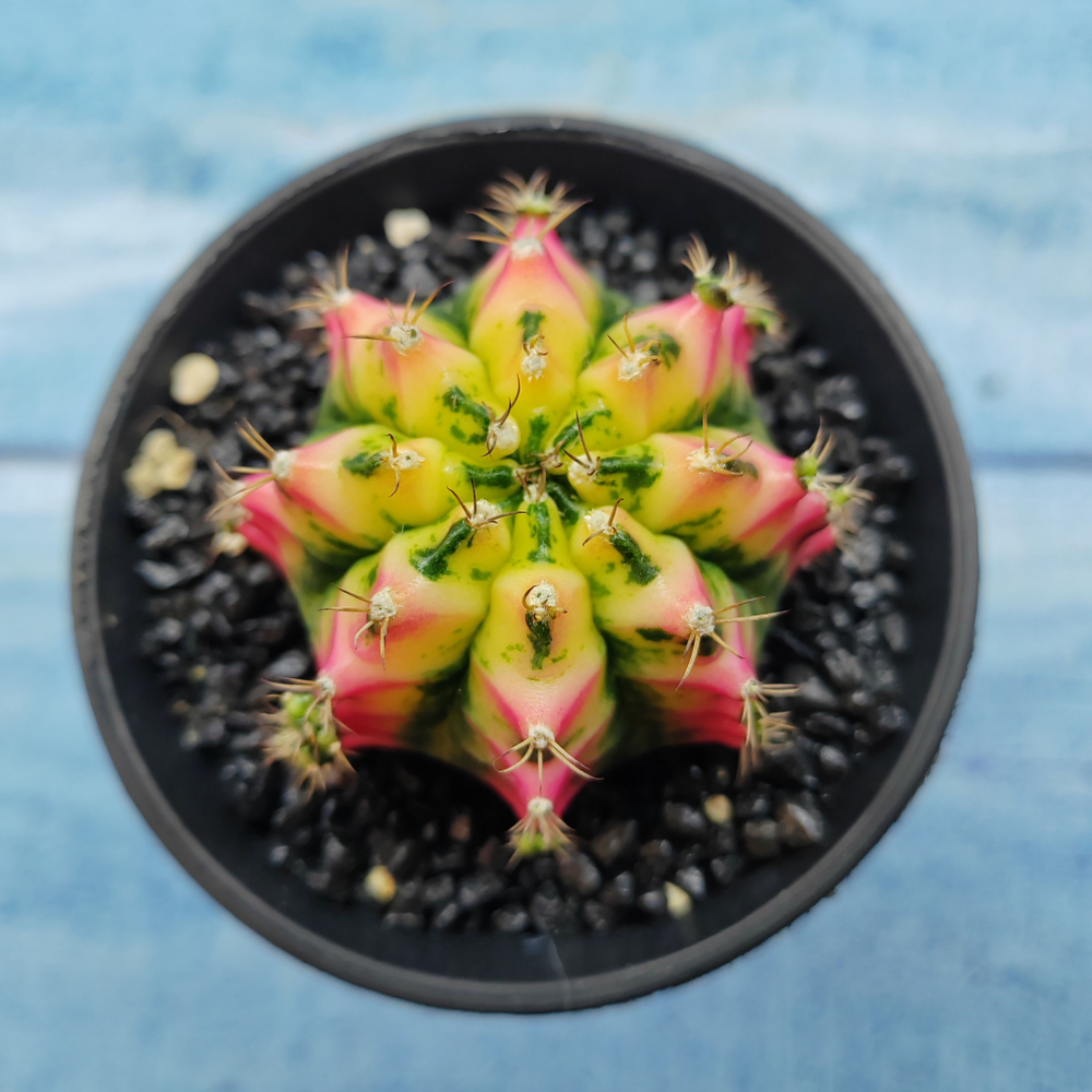 Gymnocalycium Variegata (Гимнокалициум Вариегатный)