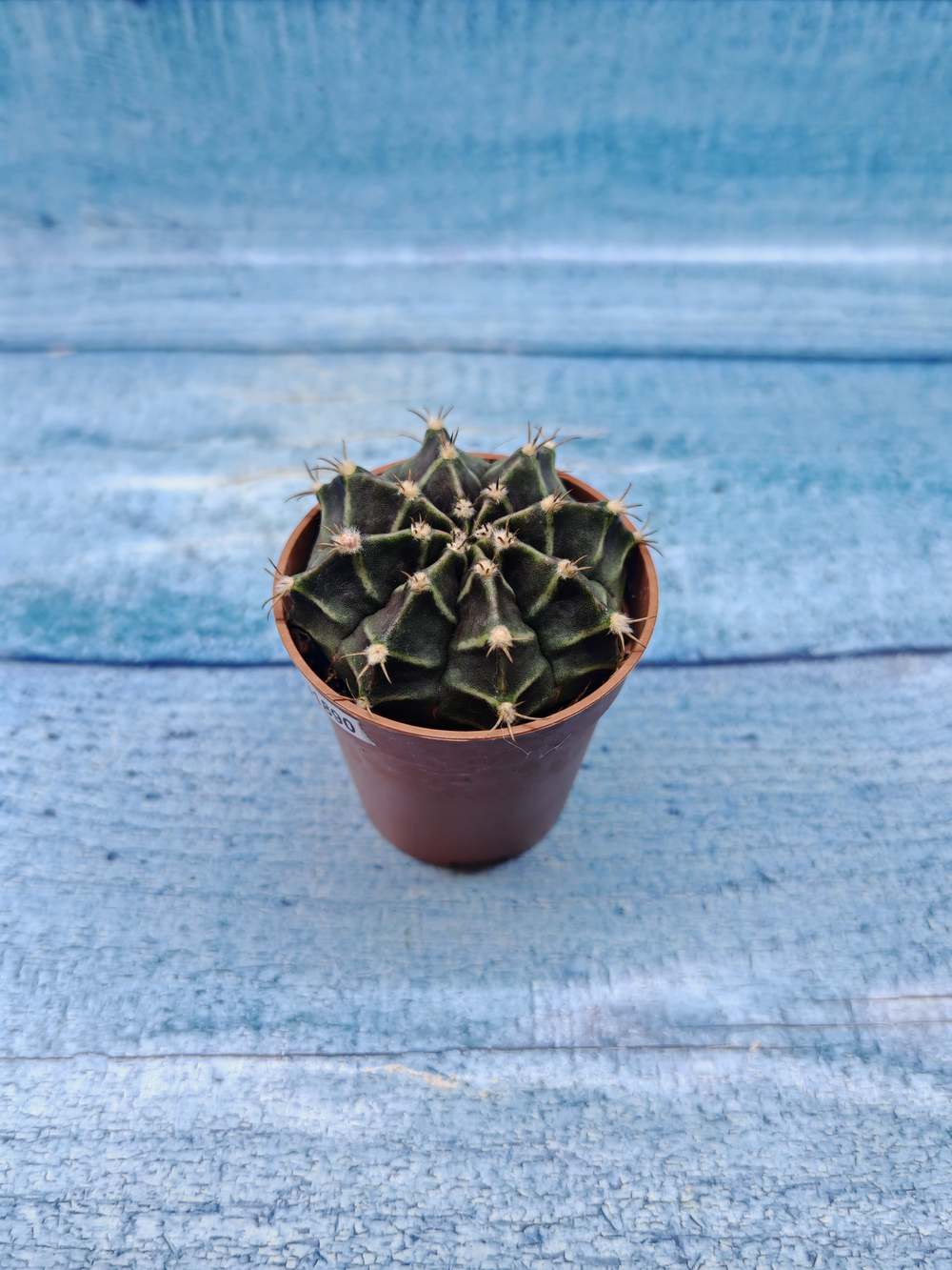 Gymnocalycium Friedrichii (Гимнокалициум)